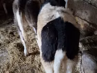 Bovinos (lote, sexo no especificado), Ganado vacuno — foto 2