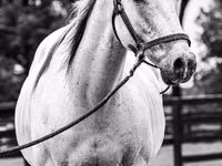Horse (M), National Show Horse — photo 4