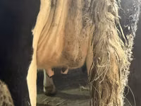 Ng'ombe jike, Russian Black pied cattle — picha 4