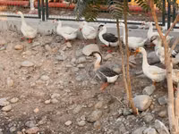 ليندا — الصورة 1