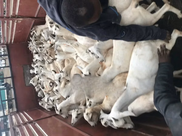बकरी, Somali goats