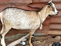 Ziegen (Partie, Geschlecht nicht angegeben), Nubian Goat — Foto 6