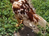 Chickens — photo 1