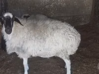 Kondoo jike, Afghan Arabi sheep — picha 2