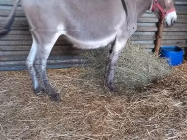 Caballo, Caballos