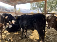 Ng'ombe dume, Swiss cattle — picha 6