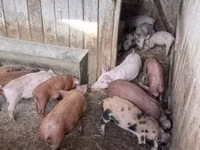 Pigs (batch, sex not specified) — photo 6