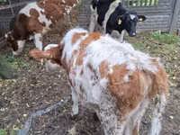 Bovinos (lote, sexo no especificado), Ganado vacuno — foto 5