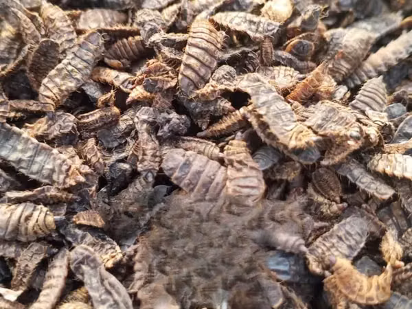 Dried BSF Larvae