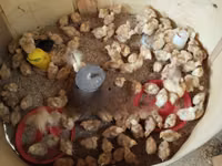 Chickens — फ़ोटो 2