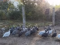 Guinea fowl — Foto 7