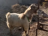 عنزة, Alpine goat — الصورة 1