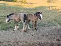 Farasi (kikundi, jinsia haijatajwa), Gypsy horse — picha 2