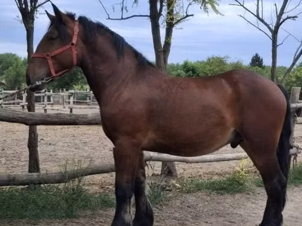 घोड़ा, घोड़े