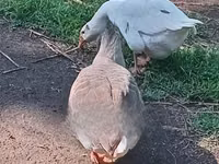 Geese — picha 2