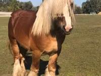 Horse (M), Belgian Draught — photo 5