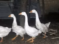 Geese — फ़ोटो 2