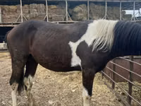 Caballo, Caballos — foto 3