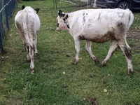 بقرة, Simmental cattle — الصورة 5