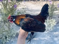 Chickens — photo 5