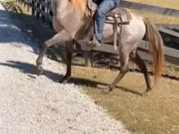 Farasi dume, Rocky Mountain Horse — picha 4