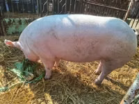 Sow, Pigs — photo 7