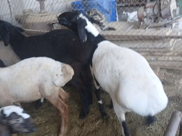 Dume la kondoo, Rhon sheep