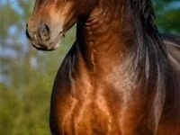 Caballo, Caballos — foto 2