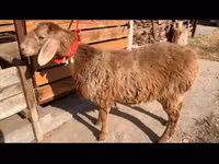 भेड़, Arashan sheep — फ़ोटो 3