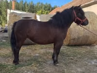 Mare, Horses — photo 1