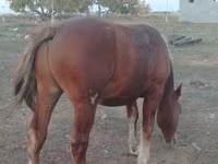 Caballo, Russian Heavy Draft — foto 4