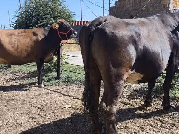 Ng'ombe jike, Russian Black pied cattle