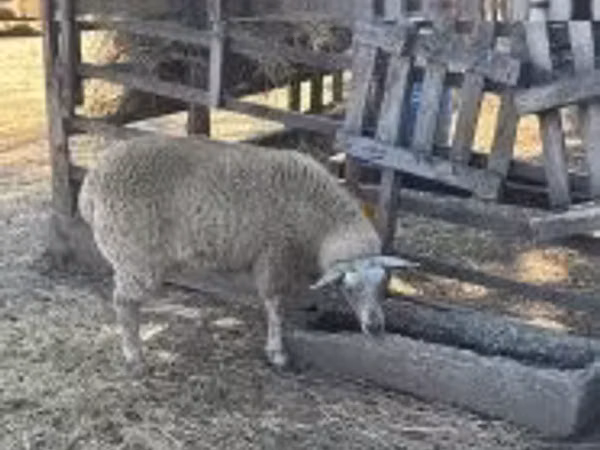 نعجة, Beltex sheep