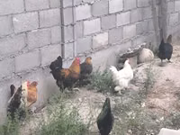 Chickens — 照片 7