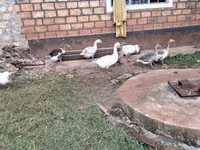 Geese — Foto 2