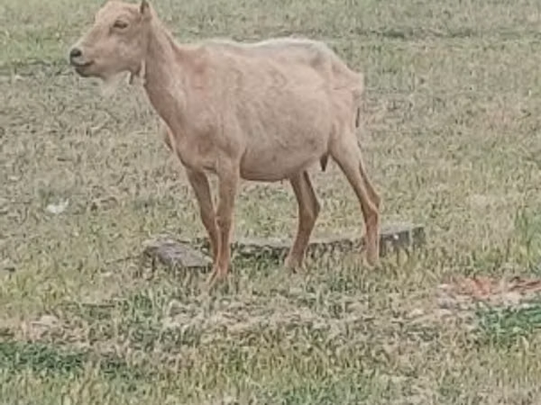 公山羊, Alpine goat