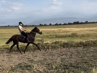 Farasi dume, French Trotter — picha 3