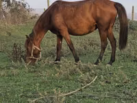 فرس, Azerbaijan horse — الصورة 8