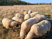 Dume la kondoo, Shroshire sheep — picha 2