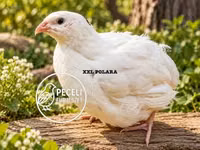 Quails — picha 1