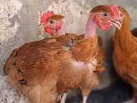 शामो चिकन्स — फ़ोटो 2