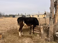 Ng'ombe dume, Russian Black pied cattle — picha 3