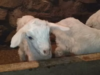 公山羊, Saanen goat — 照片 7
