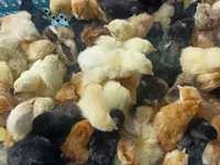 Chickens — Foto 1