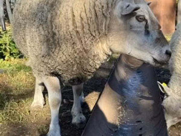 Dume la kondoo, Texel sheep