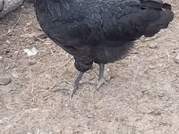 Australian Pit Game fowl — photo 5