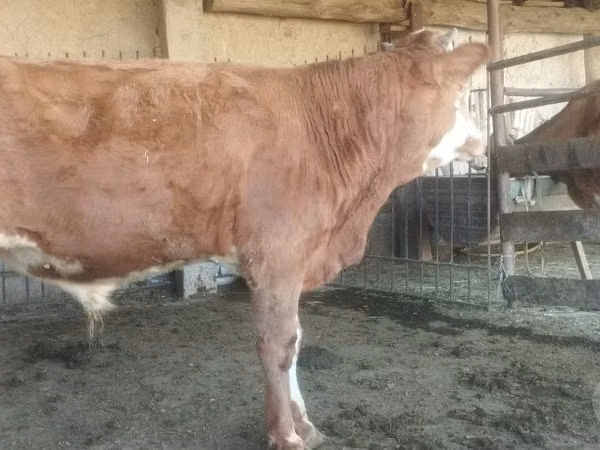Bull, Cattle