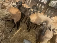 Dume la kondoo, Cameroon sheep — picha 6