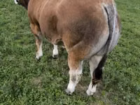 Bull, Partenaise cattle — photo 5