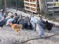Guinea fowl — Foto 5
